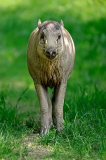 Deer boar (Babyrousa), juvenile, male, Sulawesi