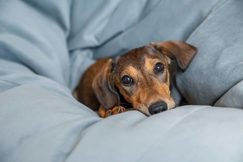 A cute Dachshund puppy with a glossy brown coat lying cozily among soft grey been bag, looking