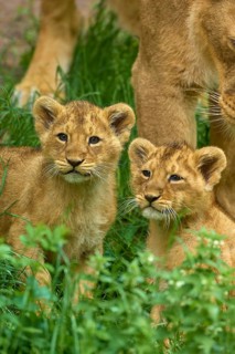 Two lion cubs sit in the tall grass and gaze curiously, captive, Germany