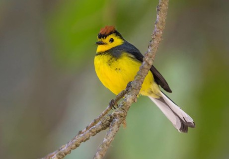 Collared Redstart (Myioborus torquatus) at San Gerrardo de Dota, Costa Rica