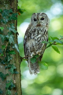 Tawny owl (Strix aluco) sitting on a branch in the forest, Vechta, Lower Saxony, Germany