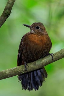 Rufous-breasted Leaftosser (Sclerurus scansor) perched on a branch in the Atlantic rainforest of