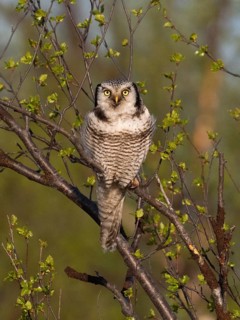 Hawk Owl (Surnia ulula), adult male, perched in a Hairy Birch tree (Betula pubescens), May, Finnish