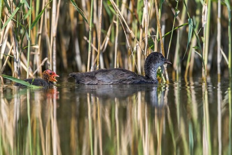 Eurasian Coot (Fulica atra) young bird from first brood leading young bird from second brood,