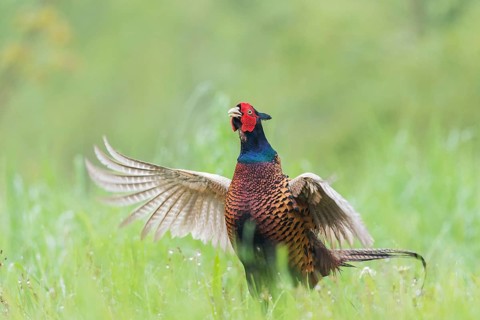 Fasan (Phasianus colchicus) Common Pheasant