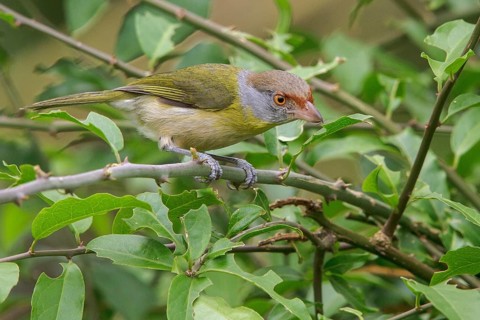 Rufous-browed Peppershrike (Cyclarhis gujanensis) perched on a branch in the Atlantic rainforest of