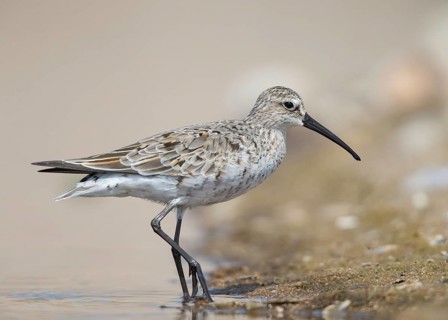 Curlew Sandpiper (Calidris ferruginea), Bulgarien