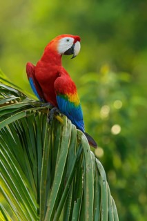 Scarlet Macaw (Ara macao) perched on a branch in the rainforest of Guyana