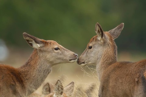 Red deer (Cervus elaphus) two adult female animal hinds interacting together, England, United