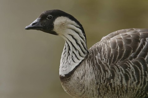Nene (Branta sandvicensis), Florida, USA