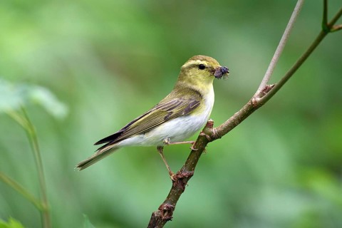 Forest warbler with a caught fly sitting on a branch, Phylloscopus sibilatrix, Bavaria, Bavaria,