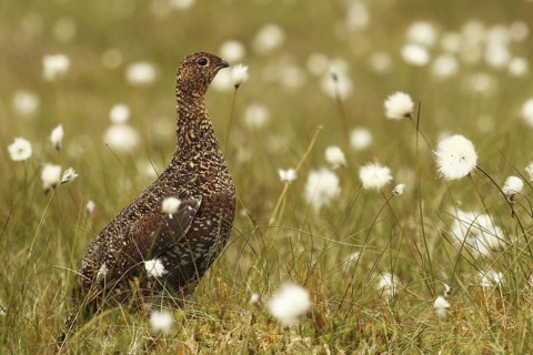 Red Grouse (Lagopus lagopus scotica), Yorkshire Dales, United Kingdom