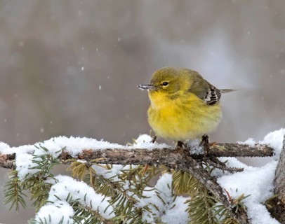 Pine Warbler (Setophaga pinus) male, Saskatchewan, Canada