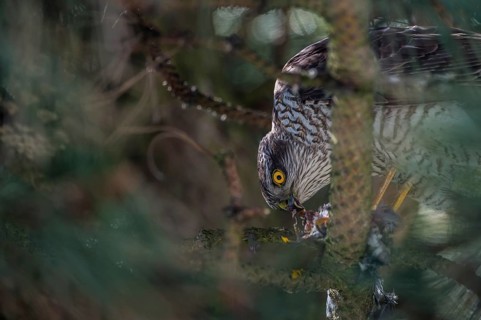 Eurasian Sparrowhawk (Accipiter nisus) with Great Tit prey, Schleswig-Holstein, Germany