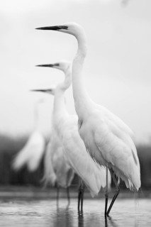 Great Egret (Ardea alba) group, Pusztaszer, Hungary