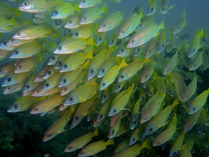 Blue-striped snapper (Lutjanus kasmira)