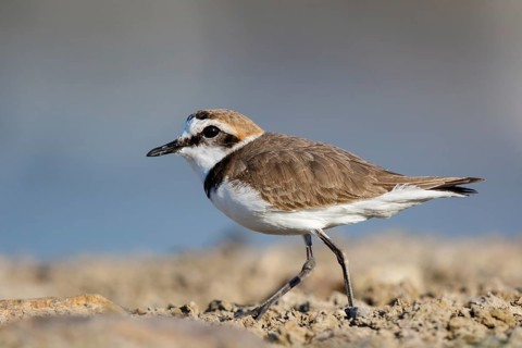Kentish Plover (Charadrius alexandrinus) male, Lesvos, Greece
