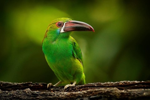 Crimson-rumped Toucanet, Aulacorhynchus haematopygus, green and red small toucan bird in the nature