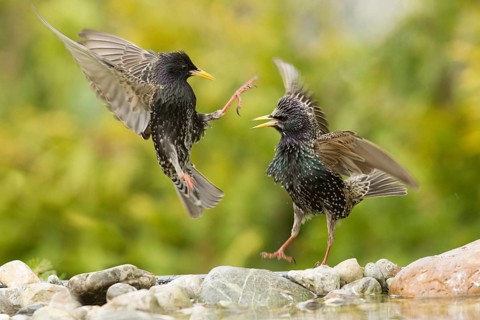 Common Starling (Sturnus vulgaris) wrangling, Bavaria, Germany