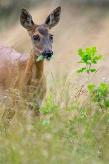 Female roe deer (Capreolus capreolus) in a meadow, grazing on a leaf, feeding, browsing, Vechta,