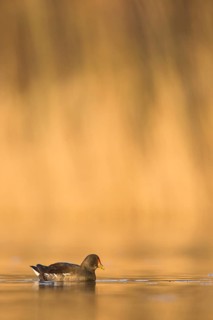 Common Moorhen (Gallinula chloropus), Rhineland-Palatinate, Germany