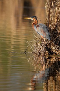 Purple Heron (Ardea purpurea), Baden-Wuerttemberg, Germany