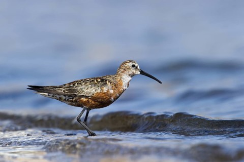 Curlew Sandpiper (Calidris ferruginea), Eilat, Israel