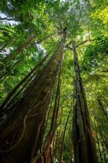 Dense vegetation in the tropical rainforest, roots of a strangler fig on a tree, view upwards,