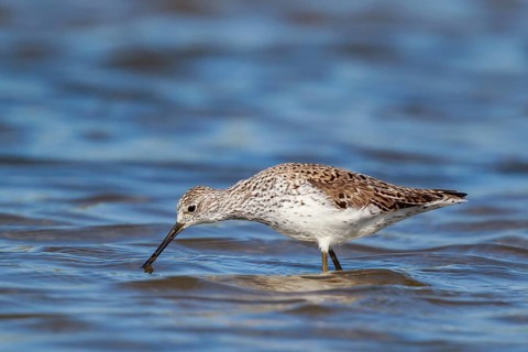 Marsh Sandpiper (Tringa stagnatilis) foraging, Lesvos, Greece