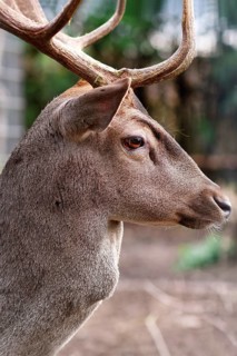 Side view of head of male Cervus nippon Shika deer with antlers