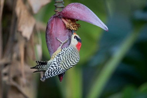 West Indian Woodpecker (Melanerpes superciliaris) female, Cuba