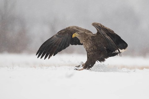 White-tailed Eagle (Haliaeetus albicilla) landing on snow, Subotica, Hungary