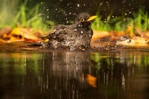 A vibrant image capturing a male blackbird (Turdus merula) mid-bath in a clear pond, with water