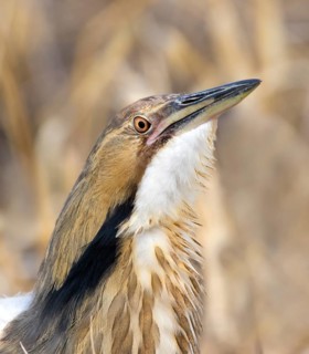 American Bittern, Botaurus lentiginosus, displaying at a pond in Saskatoon, Saskatchewan