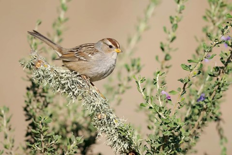 White-crowned Sparrow (Zonotrichia leucophrys) perched on branch, California, USA