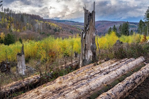 Forest death in the Harz Mountains, forest, wind throw, storm, Ilsenburg, Saxony-Anhalt, Germany