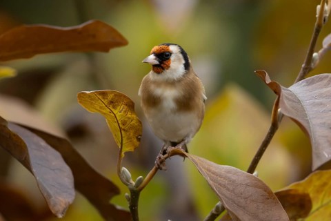 European goldfinch (Carduelis carduelis) adult bird in a garden magnolia tree with autumn colour