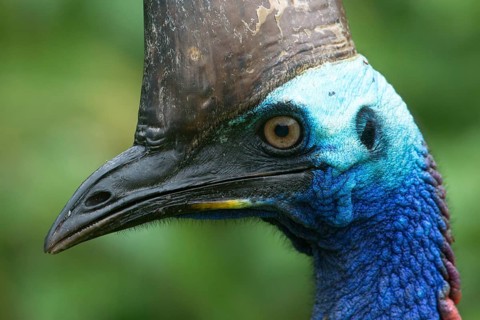 Southern Cassowary (Casuarius casuarius), Queensland, Australia