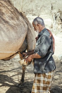 Ali milking a camel (camelus dromedarius), camel farm of Sheikh Ahmed Ali Al-Mahri, Sarfeit,