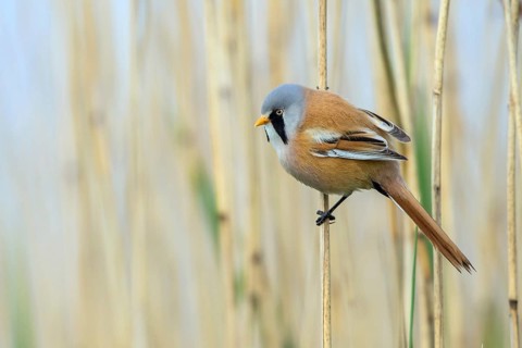 Bearded Reedling (Panurus biarmicus) male perched on reed, Mecklenburg-Western, Pomerania, Germany