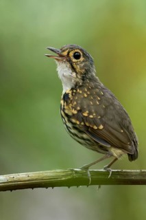 Streak-chested Antpitta (Hylopezus perspicillatus) perched on a branch in Panama