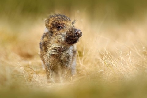Portrait of wild pig, grass meadow. Young Wild boar, Sus scrofa, running in the grass meadow, red