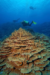 Intact living colony of stony corals hard corals corals (Acropora) reef-building corals coral block