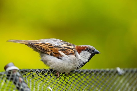 House sparrow (Passer domesticus) sitting on a fence, Bavaria, Germany