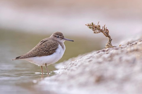 Common Sandpiper (Actitis hypoleucos), Spain