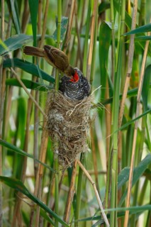 Common Cuckoo & Eurasian Reed Warbler (Cuculus canorus & Acrocephalus scirpaceus) Eurasian Reed