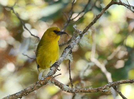 Akiapola'au, Hemignathus wilsoni, Endangered Hawaiian Honeycreeper