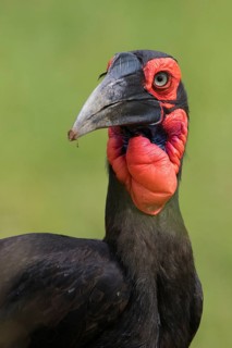 Southern Ground Hornbill (Bucorvus leadbeateri), Tarangire, Tanzania