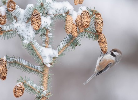 Boreal Chickadee (Poecile hudsonicus), Alaska, USA