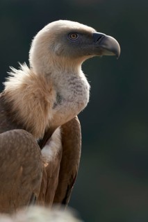 Griffon Vulture (Gyps fulvus), Castile and Leon, Spain